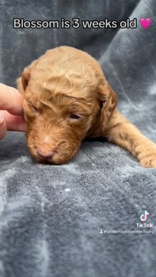 Blossom - F1bb Standard Goldendoodle - Morehead, Ky in Lexington-Fayette, Kentucky