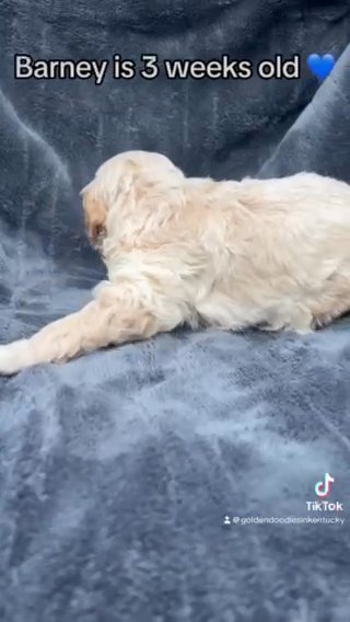Barney - F1bb Standard Goldendoodle - Morehead, KY in Lexington-Fayette, Kentucky
