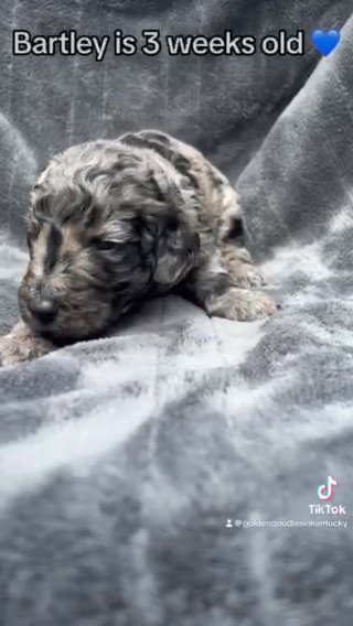 Bartley - F1bb Standard Goldendoodle - Morehead, KY in Lexington-Fayette, Kentucky