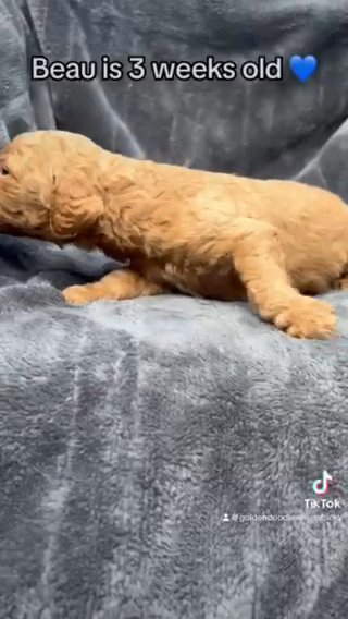 Beau - F1bb Goldendoodle - Morehead, KY in Lexington-Fayette, Kentucky
