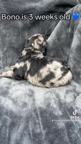 Bono - F1bb standard goldendoodle in Lexington-Fayette, Kentucky