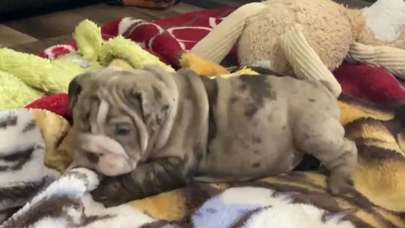 Chocolate Merle in Saginaw, Michigan