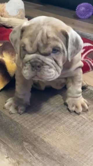 Full Suited Lilac Merle in Saginaw, Michigan