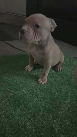 american bully for the low in South Bend, Indiana