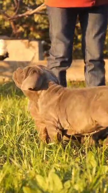 Neapolitan mastiffs in Dallas, Texas