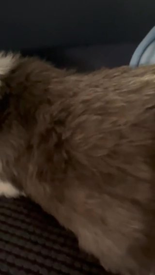 Havanese / Miki Available July 8th in Evergreen Park, Illinois