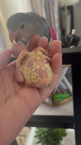 Baby White Faced Cockatiels For Adoption in Naples, Florida