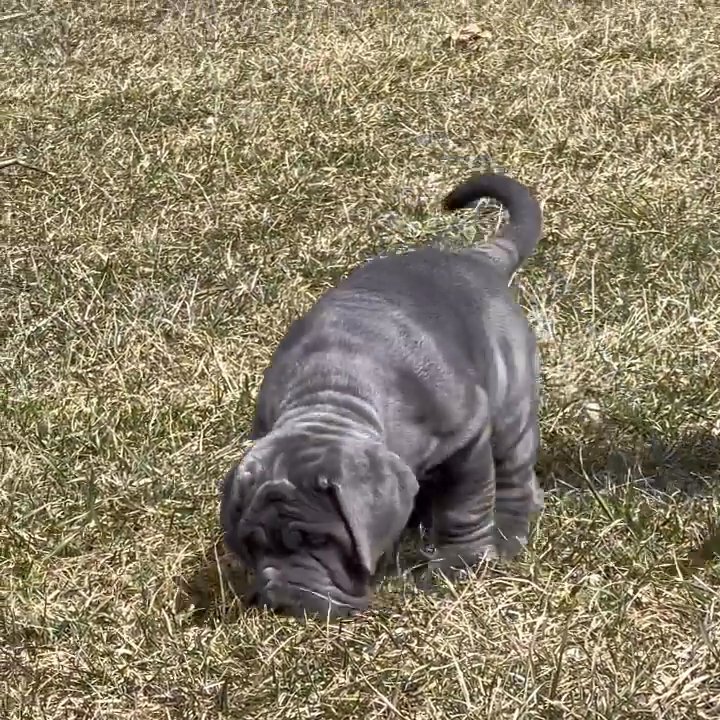 Neapolitan mastiffs puppies ??❤️ in Dallas, Texas