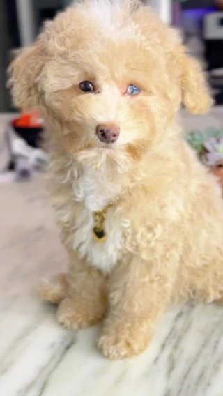 AKC Beth in Dallas, Texas