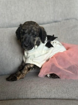 AKC Standard poodles in Easton, Maryland