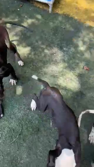 Little Rascals Darla (Harlequin Female Great Dane) in Lexington, North Carolina