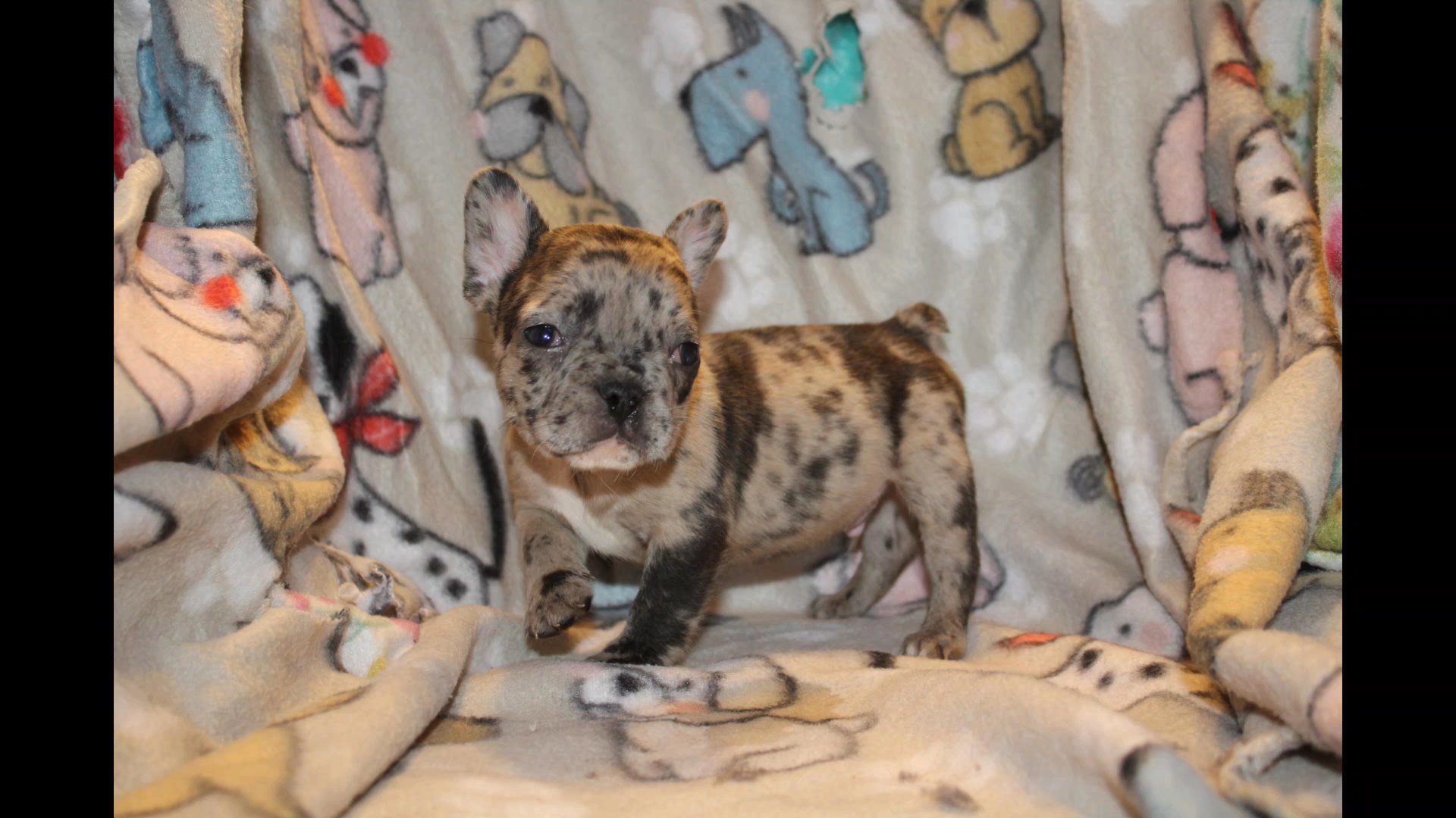 Brindle merle male fluffy carrier in Las Vegas, Nevada