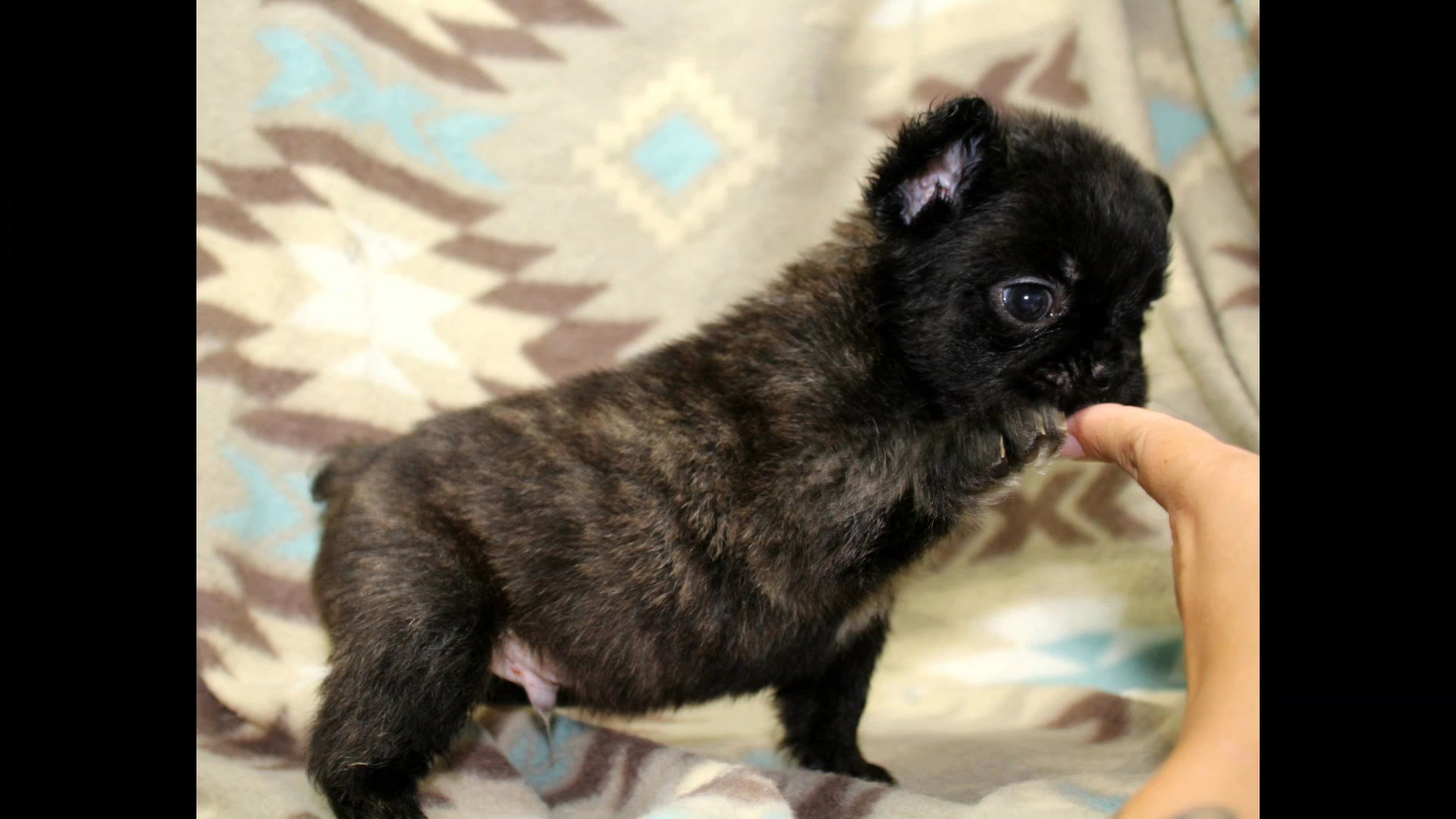 fluffy brindle male in Las Vegas, Nevada