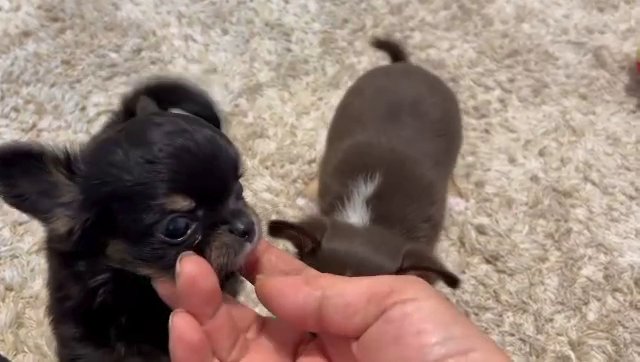 If interested in getting a puppy message me in Los Angeles, California