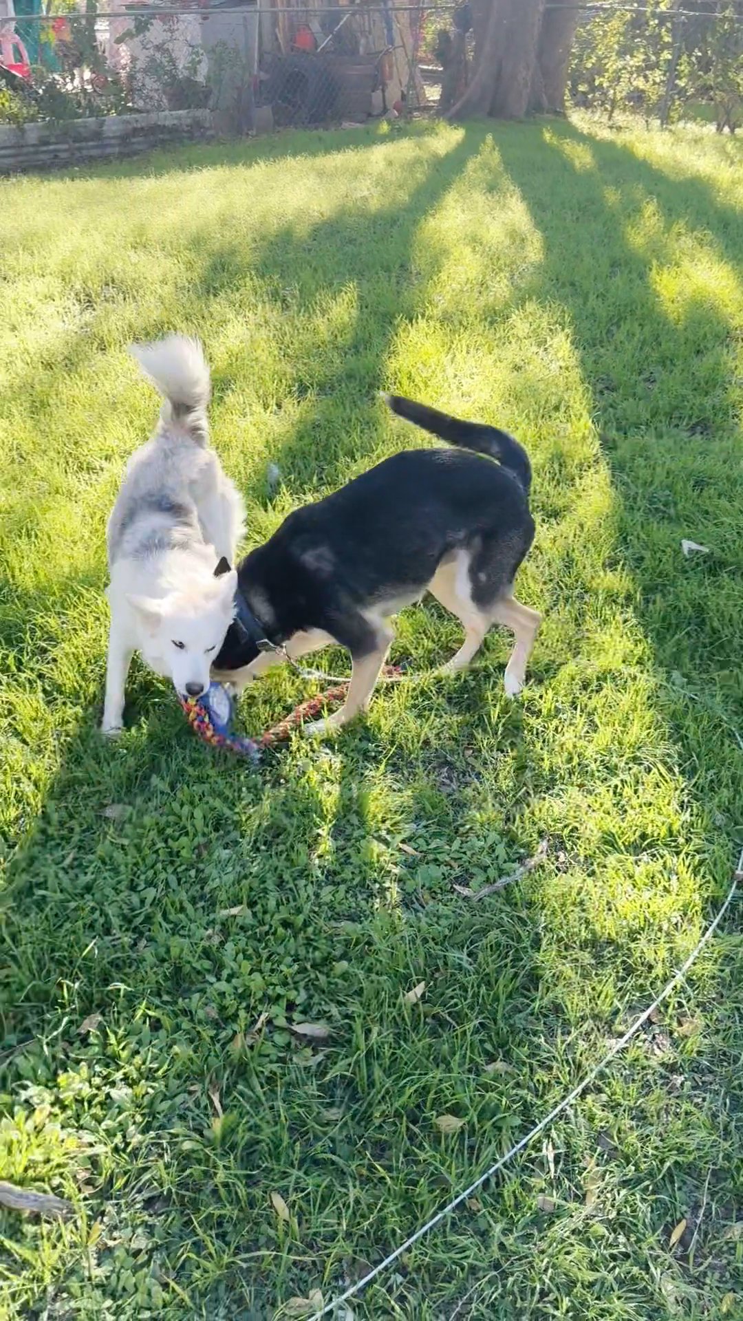 Lucky and silver playing in San Antonio, Texas