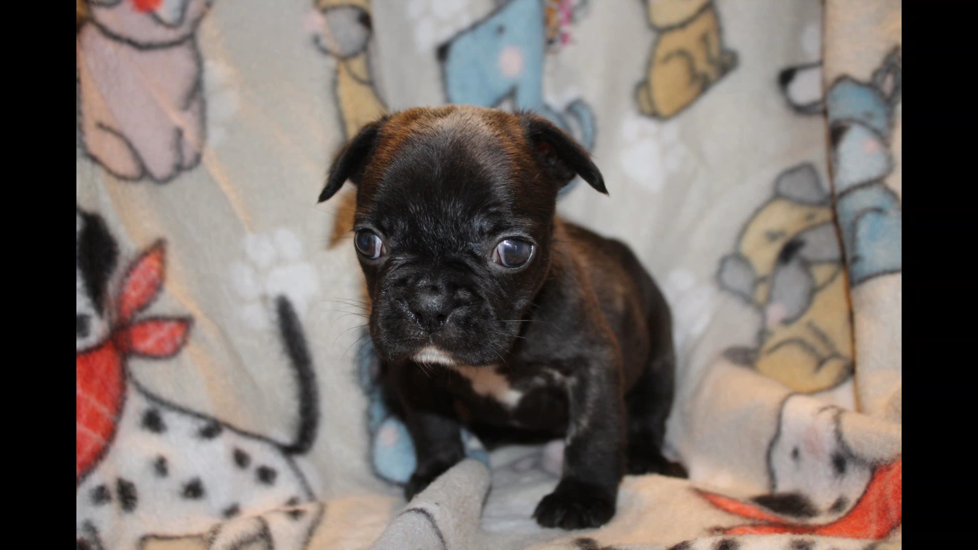 Brindle female fluffy carrier in Las Vegas, Nevada