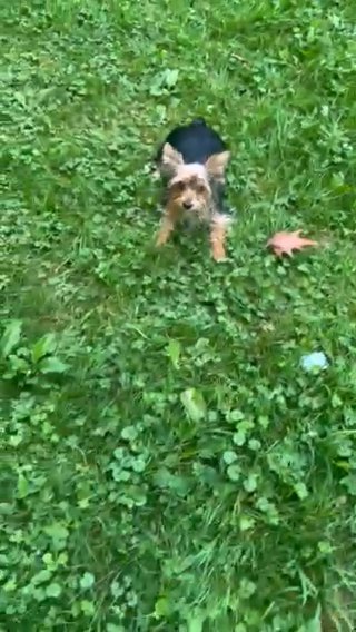 5 Month Old Female AKC Yorkie in Boone, North Carolina