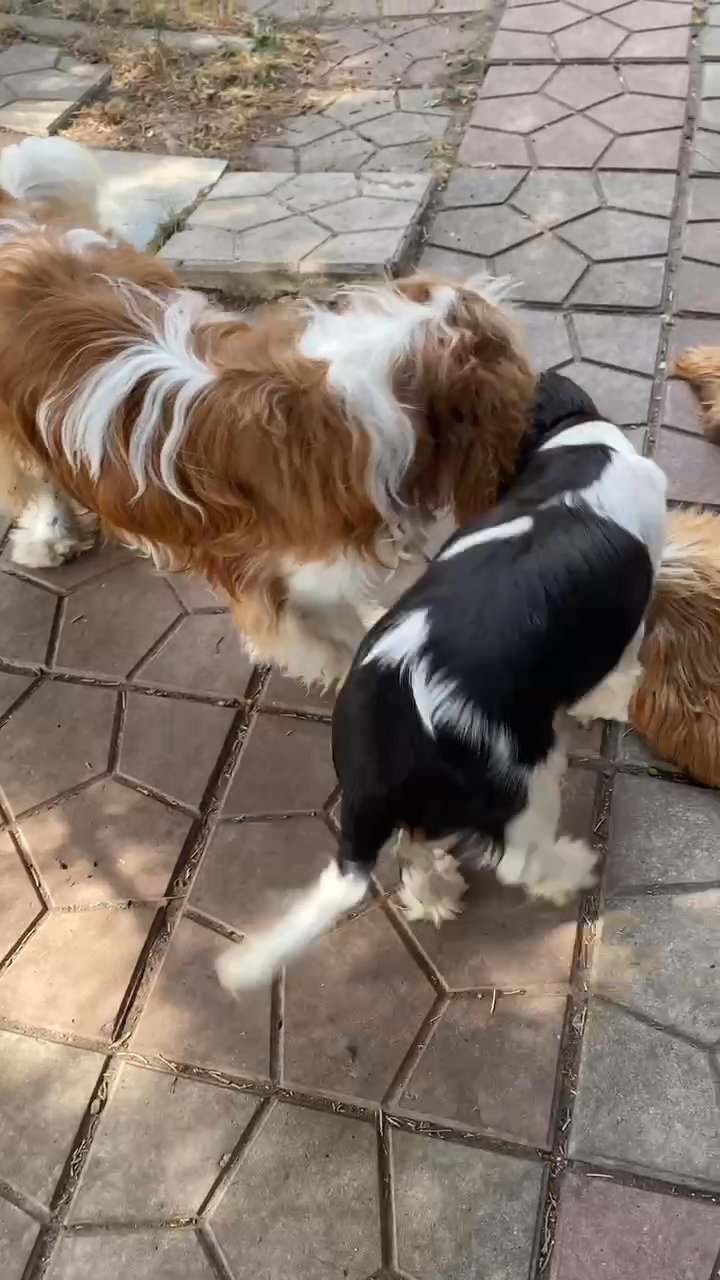 Adorable Cavalier king Charles Spaniel puppy in Scottsdale, Arizona