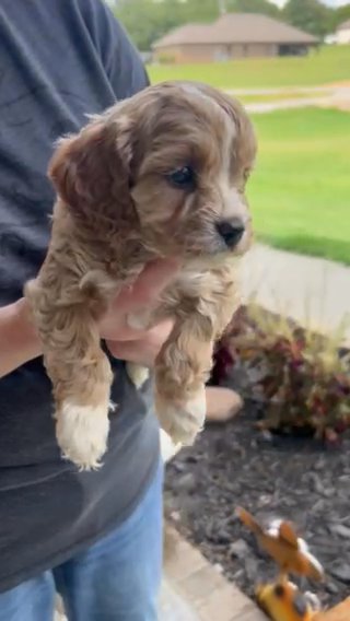 Cavapoos in Jonesboro, Arkansas