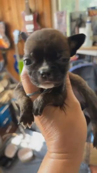 Tiny Tim in Pittsburgh, Pennsylvania