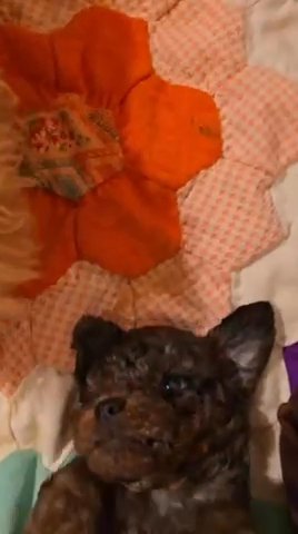 AKC Mini Poodle (Green Boy 2) in Dallas, Texas