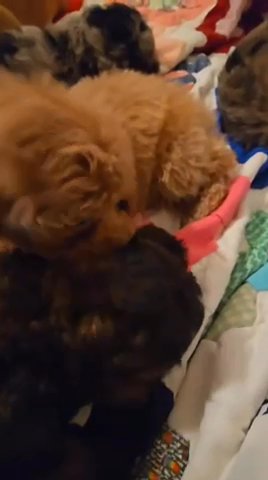AKC Mini Poodle (Green Boy 1) in Dallas, Texas