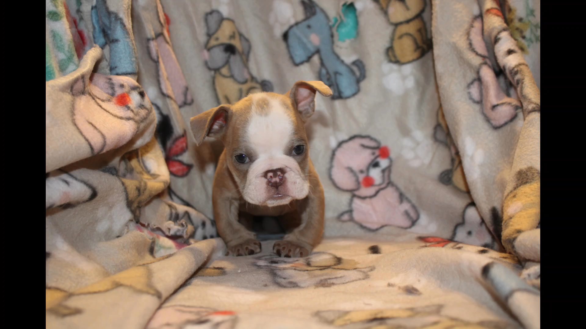 Lilac fawn bulldog in Las Vegas, Nevada