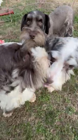 Miniature Schnauzer Adult Male ON SALE!! in Jackson, Tennessee