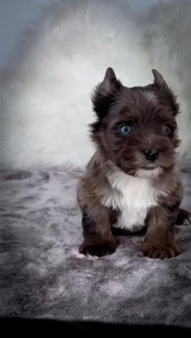 Kb Black Merle ON SALE!!! in Jackson, Tennessee