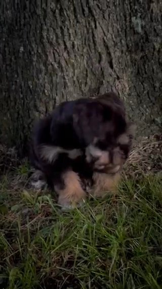 Miniiture Schnauzer Female ON SALE!! in Jackson, Tennessee