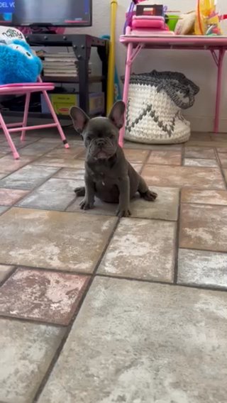 French Bulldog in Fontana, California