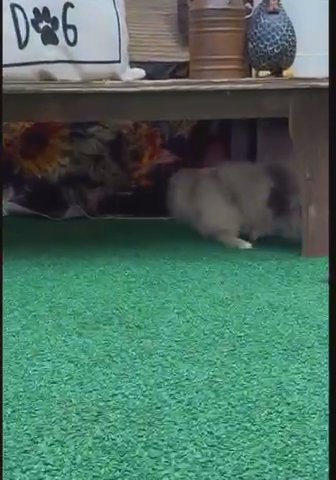 Pomeranian in Chicago, Illinois