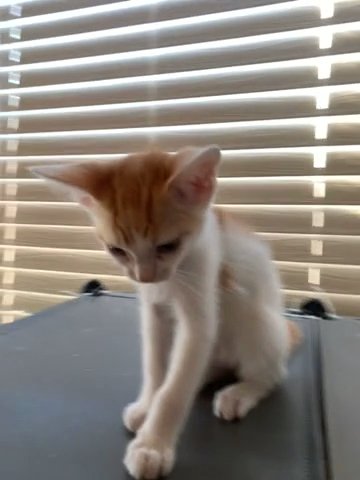 Orange And White Cat in Palmdale, California