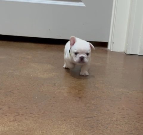 Bulldog puppy in Calera, Alabama