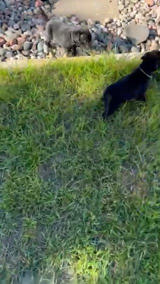 *RESERVED* Staffordshire Bull Terrier in Elk River, Minnesota
