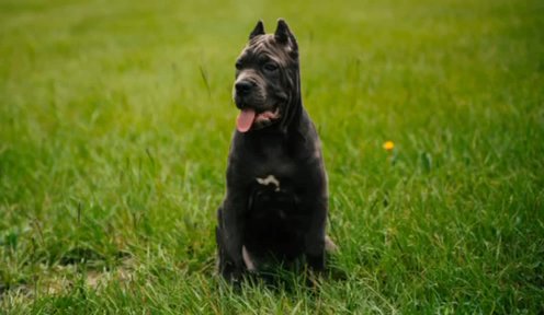 Female cane Corso in Corsicana, Texas