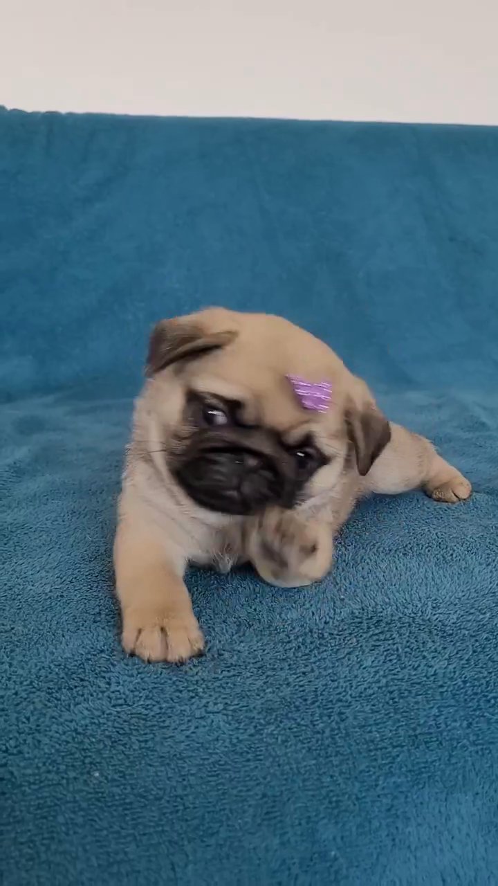 Pug puppy in Canton, Massachusetts