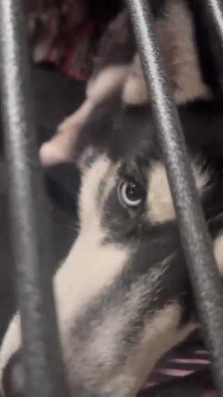 Siberian Husky in Canton, Ohio