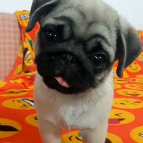 Pug puppy in Canton, Massachusetts