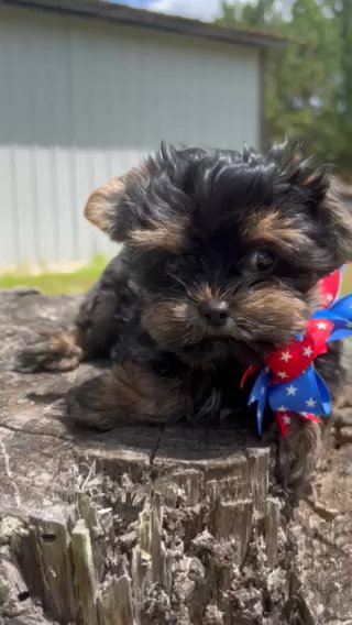Yorkie - Cooper in Myrtle Beach, South Carolina
