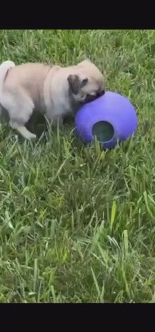 Pug in Worcester, Massachusetts