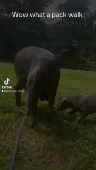 Cane Corso Puppy in Philadelphia, Pennsylvania