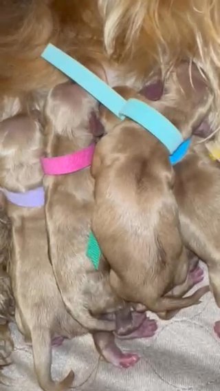 Cockerpoo Babies in Houston, Texas