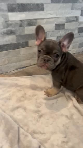 Blue Lilac Tan/white Tri Girl in Pittsburgh, Pennsylvania