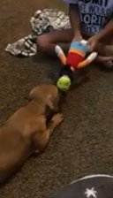 American Pitbull Puppy in Toms River (Township), New Jersey