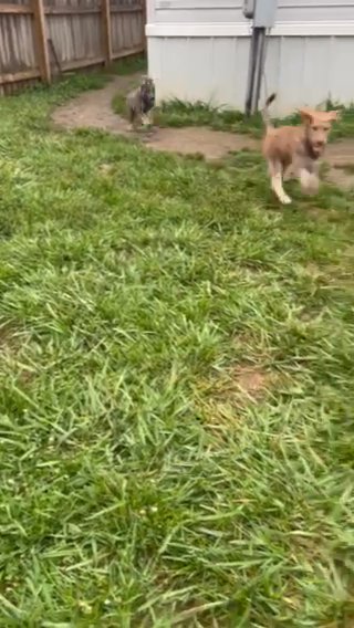 Female Husky GoldenDoodle in Springfield, Illinois