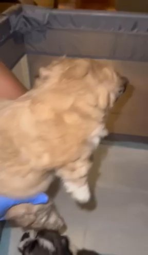 Shmorkie-Poo’s in Baltimore, Maryland