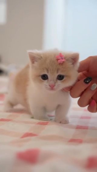 Affectionate Munchkin Kitten in Los Angeles, California