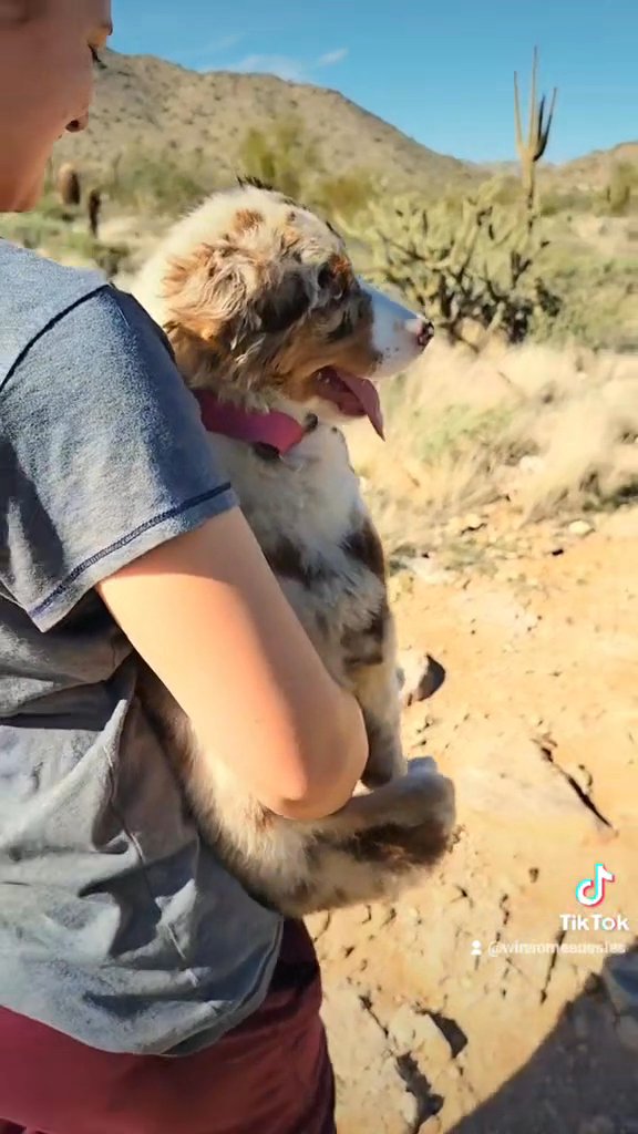 Australian Shepherd female ofa parents dna tested in Phoenix, Arizona