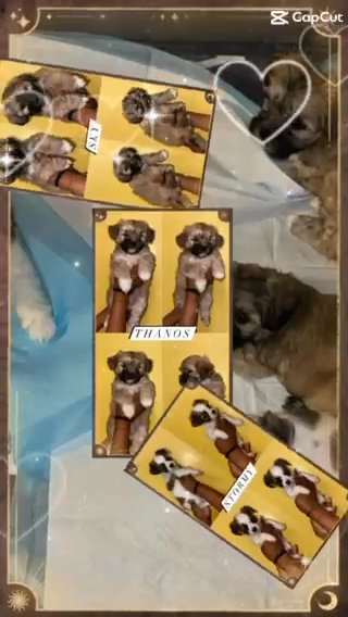 Shmorkie-poo Puppies For Sale in Baltimore, Maryland